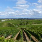 Weinberg bei Alsheim (Rheinhessen)