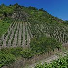 Weinberg bei Beilstein