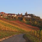 Weinberg bei Bürg