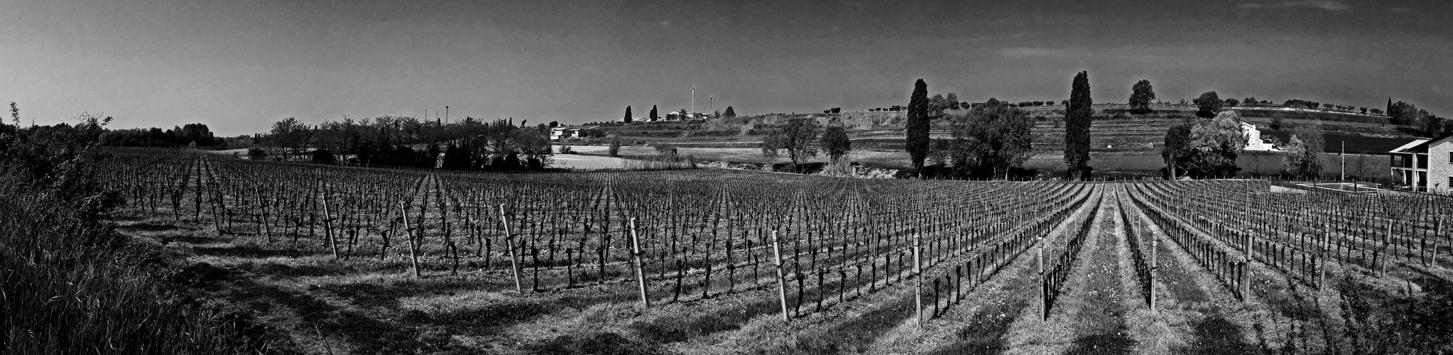 Weinberg bei cola am Gardasee