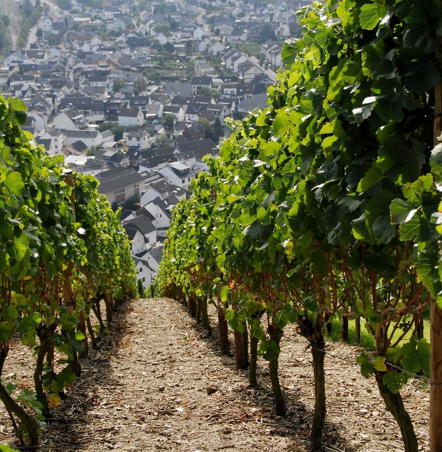 Weinberg bei Dernau