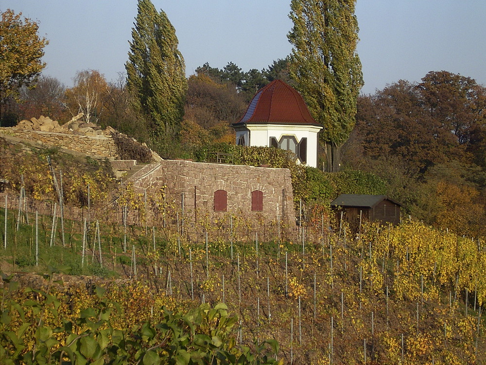 Weinberg bei Dresden