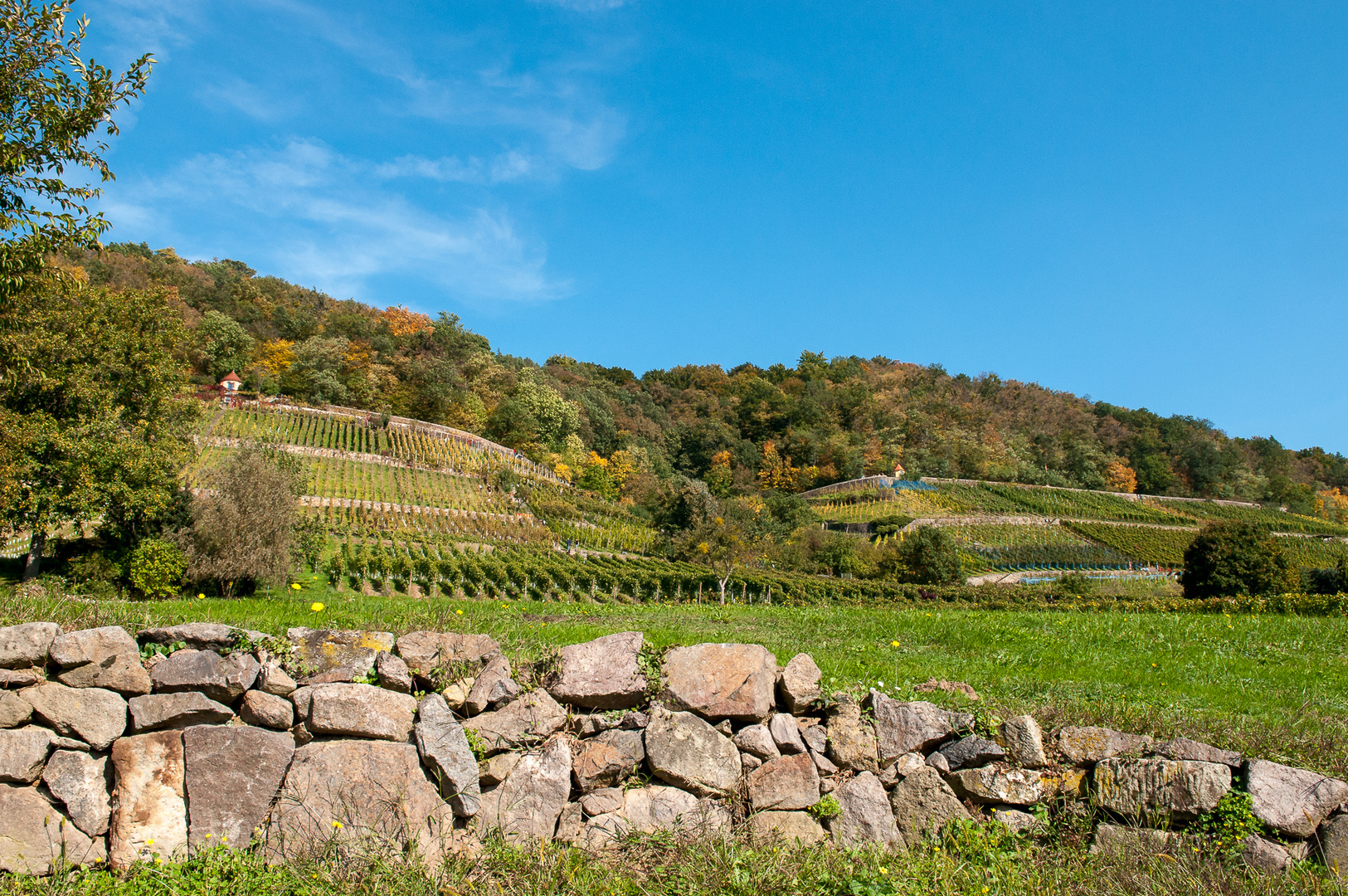 Weinberg bei Dresden