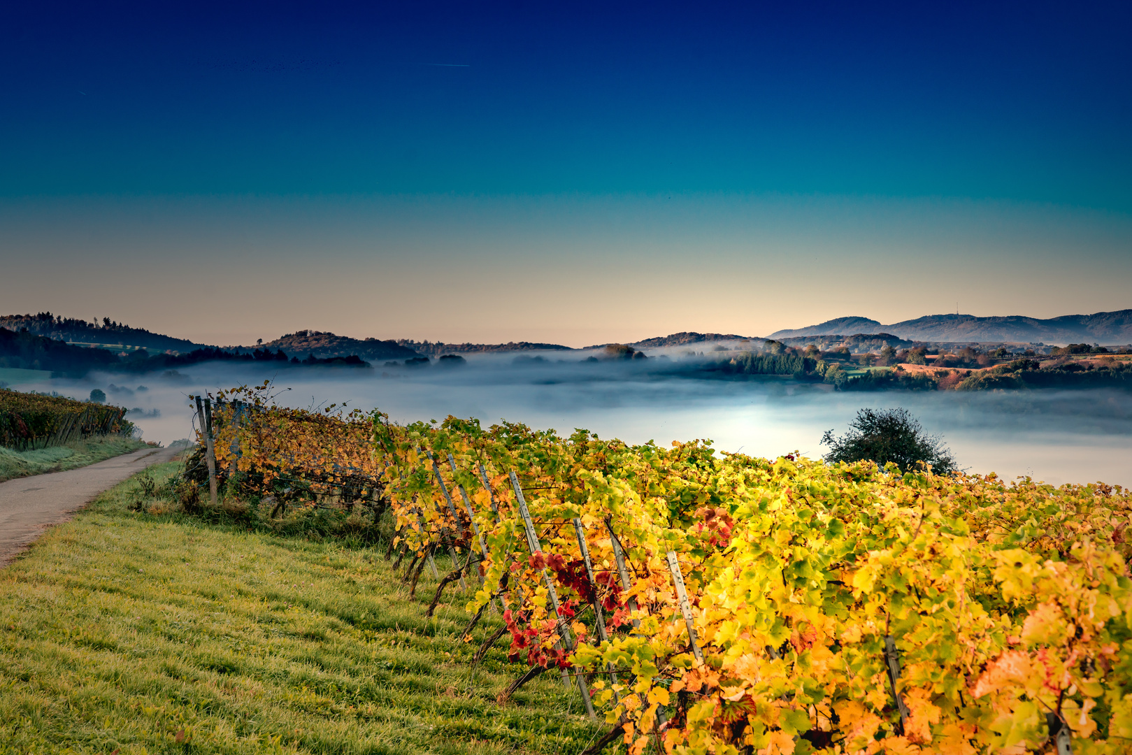 Weinberg bei Ettenheim 