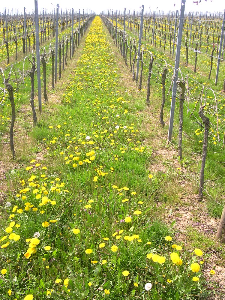 Weinberg bei Lauffen am Neckar