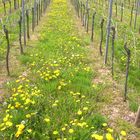 Weinberg bei Lauffen am Neckar