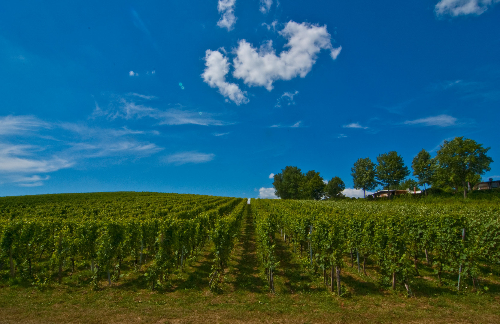 Weinberg bei Leonberg