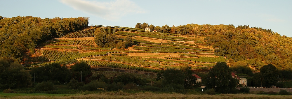 Weinberg bei Meißen II