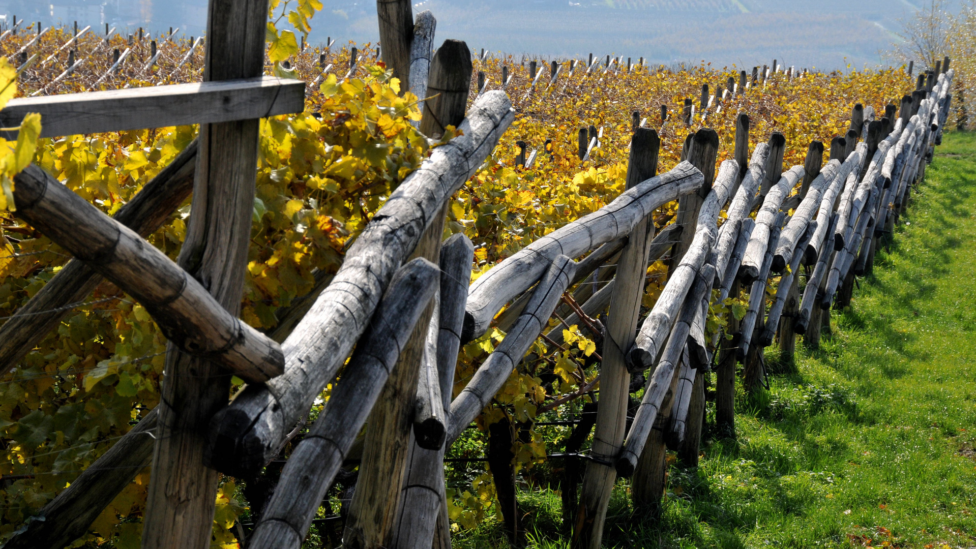 Weinberg bei Meran im Herbst