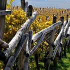 Weinberg bei Meran im Herbst