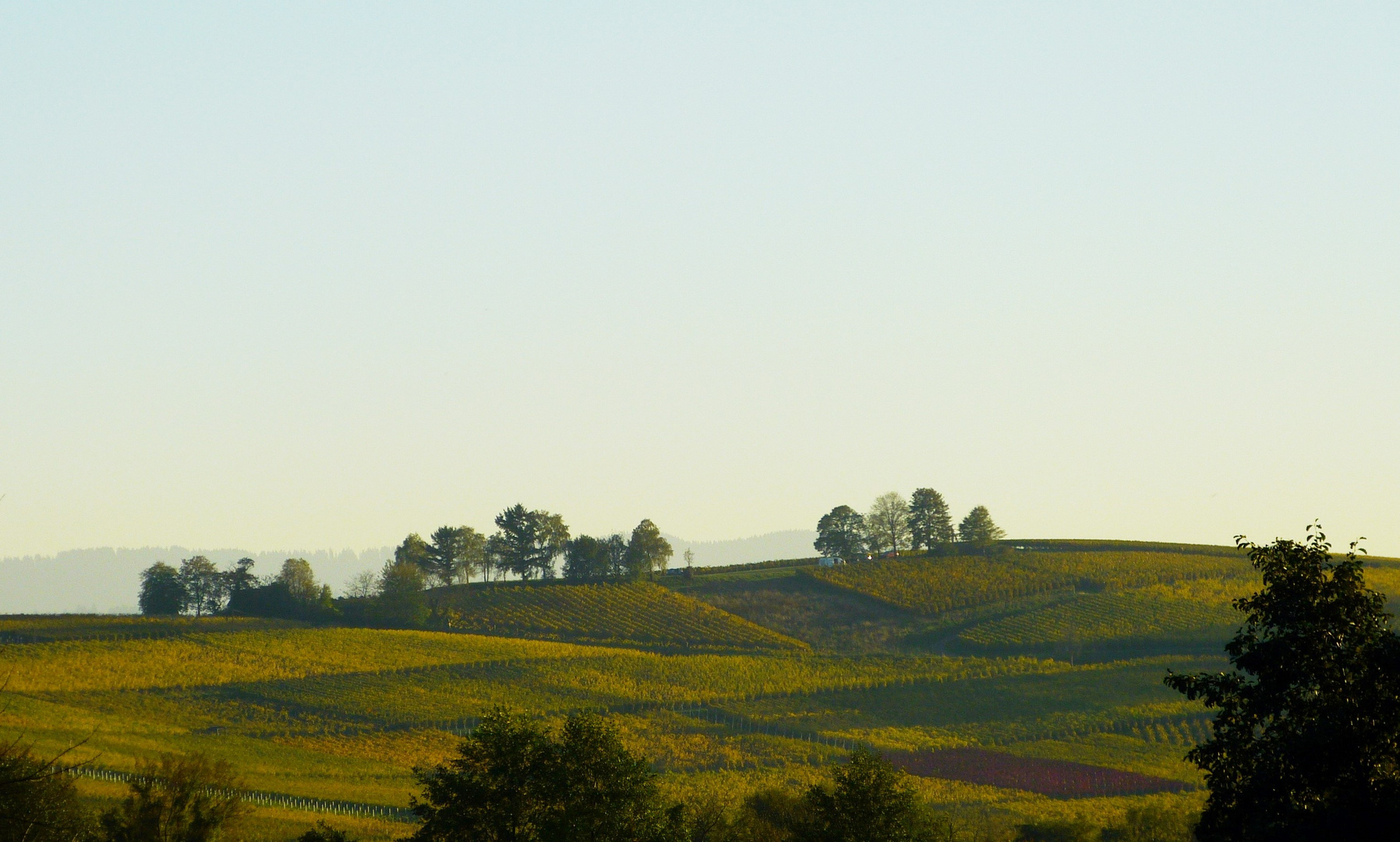 Weinberg bei Norsingen