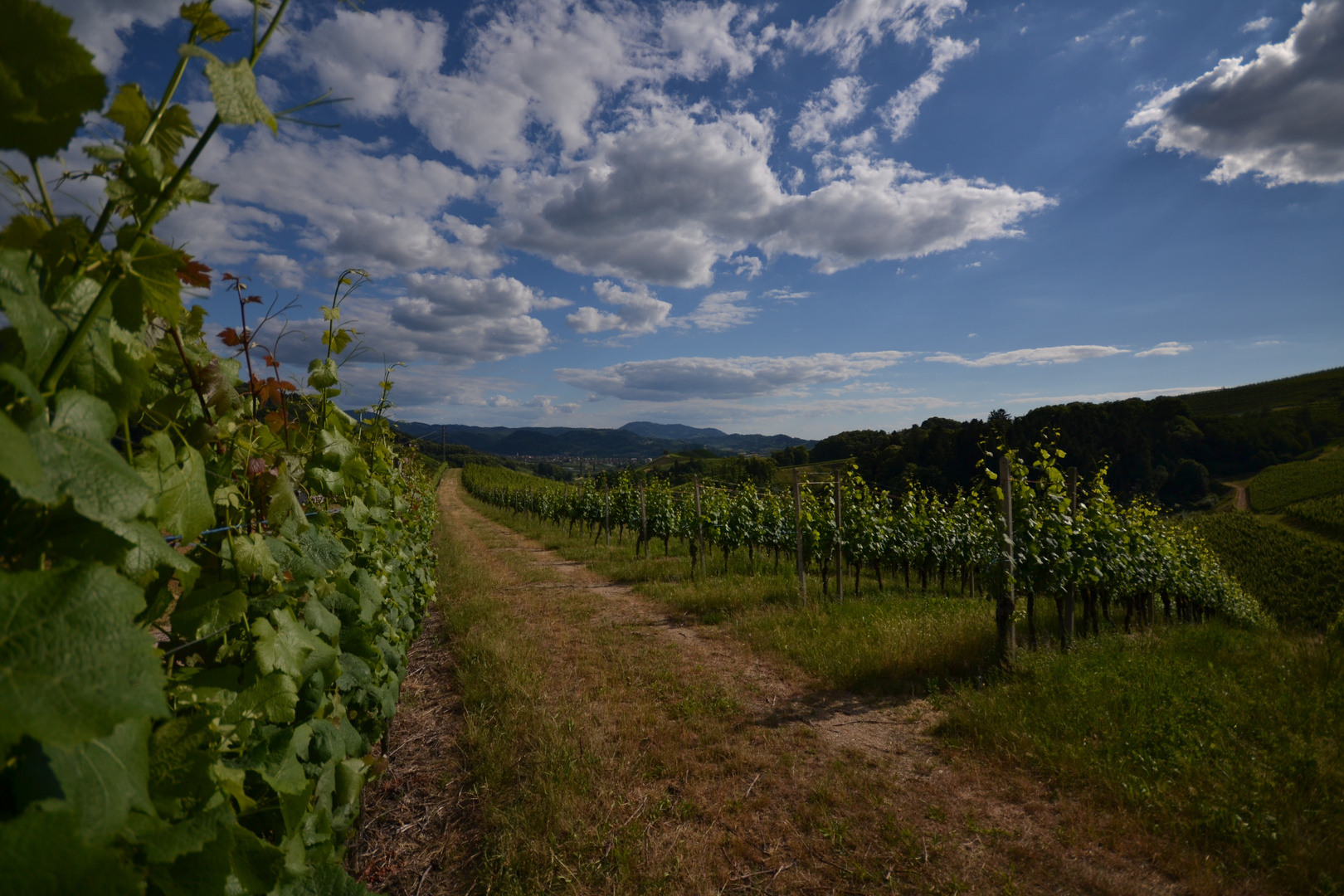 Weinberg bei Oberkirch im Renchtal