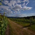 Weinberg bei Oberkirch im Renchtal