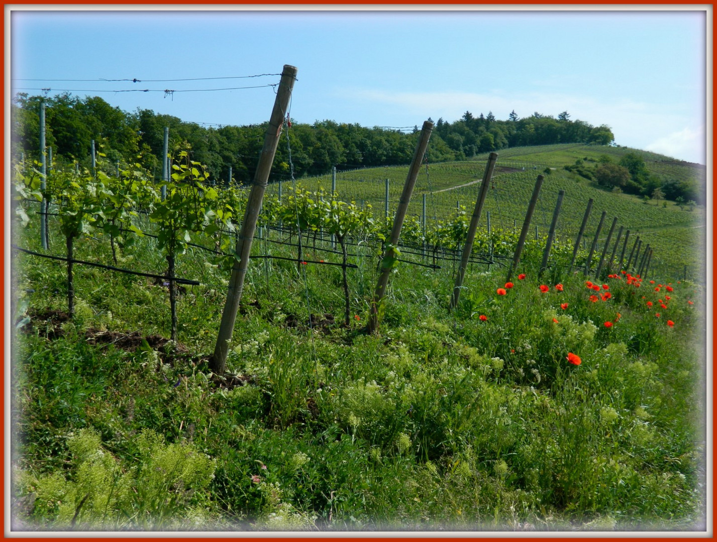 Weinberg bei Odenheim