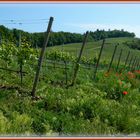 Weinberg bei Odenheim