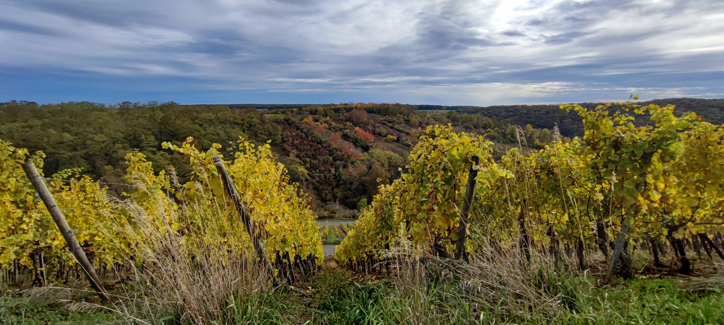 Weinberg bei Randersacker