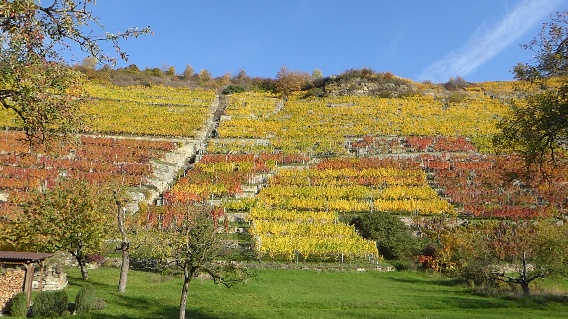 Weinberg bei Roßwag 2