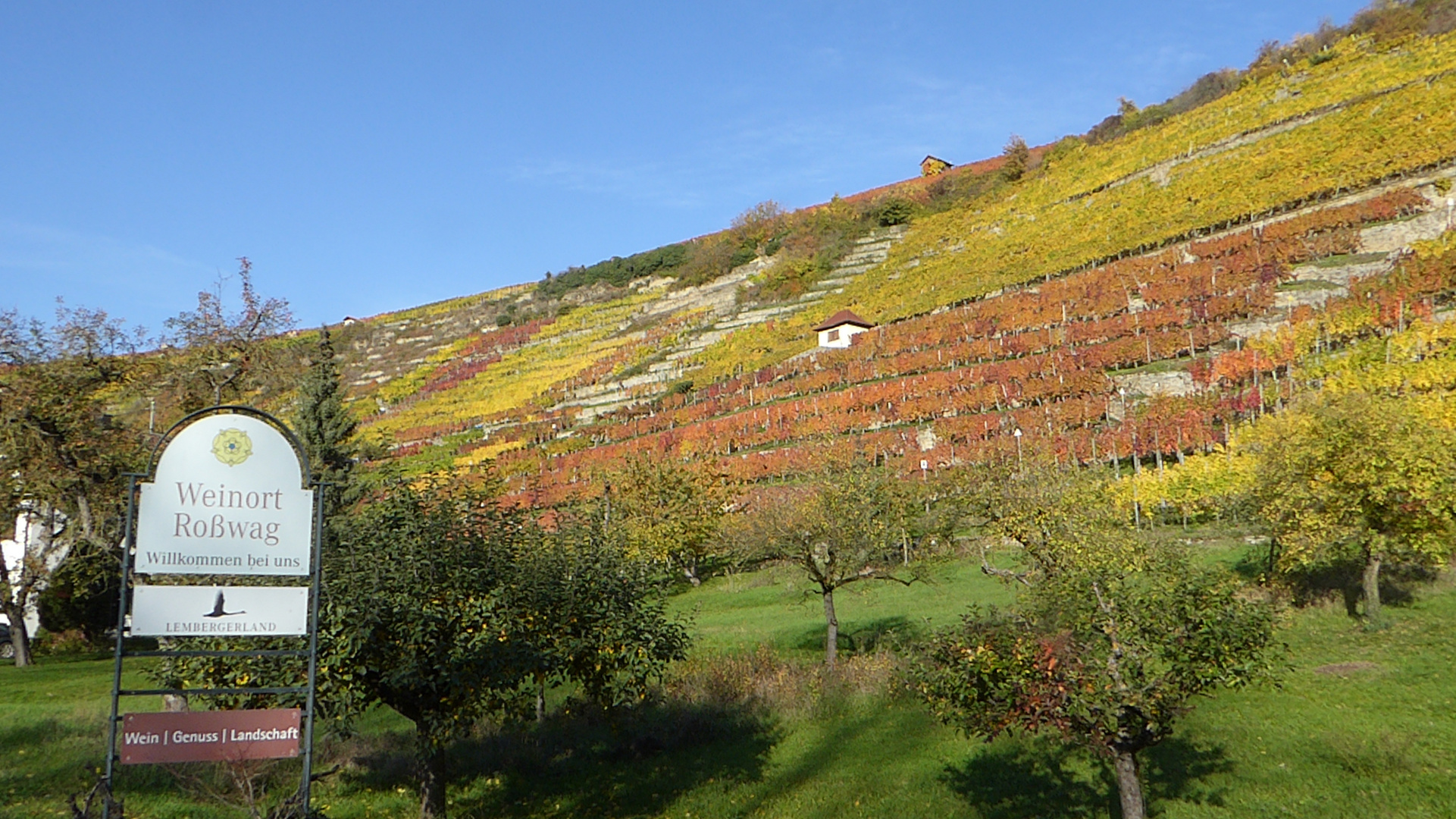 Weinberg bei Roßwag 3