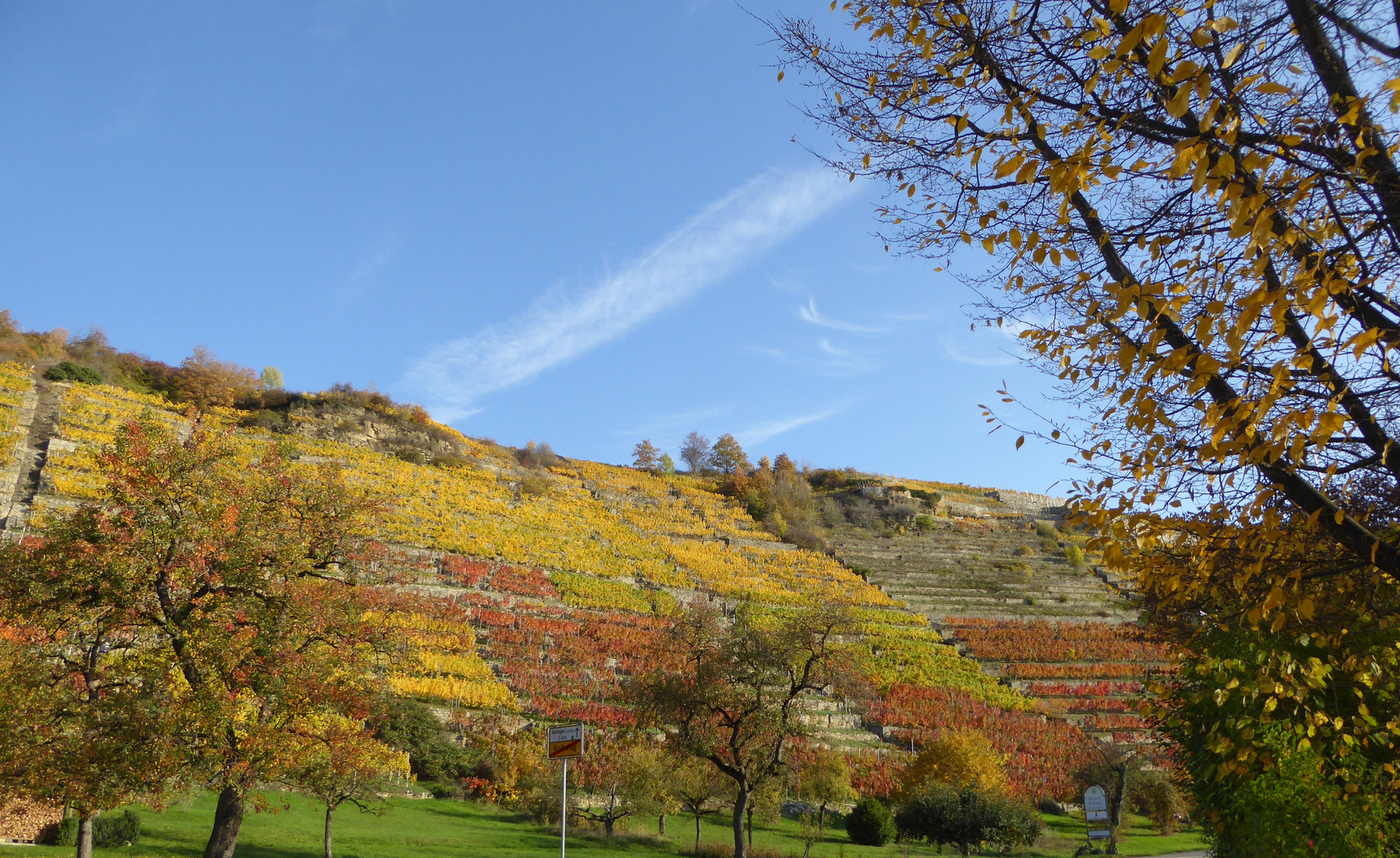 Weinberg bei Roßwag1