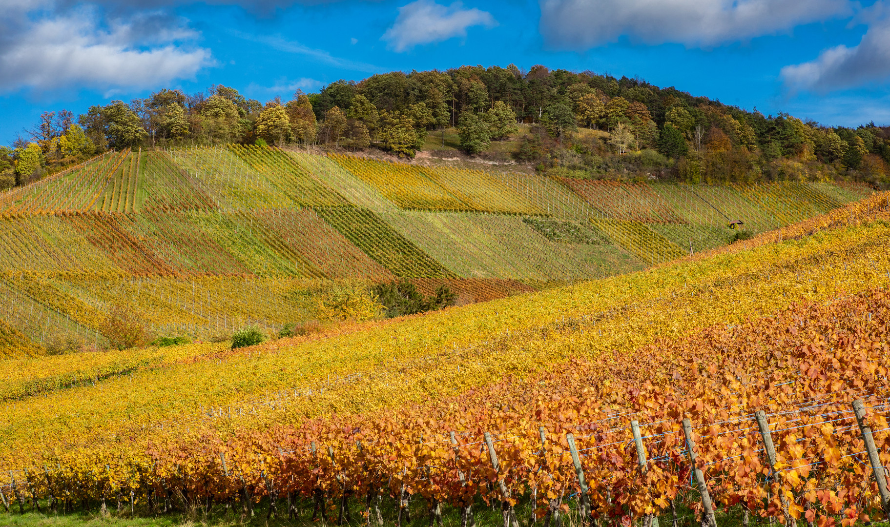 Weinberg bei Rotenberg