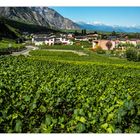 Weinberg bei Saillon /Wallis