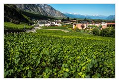 Weinberg bei Saillon /Wallis