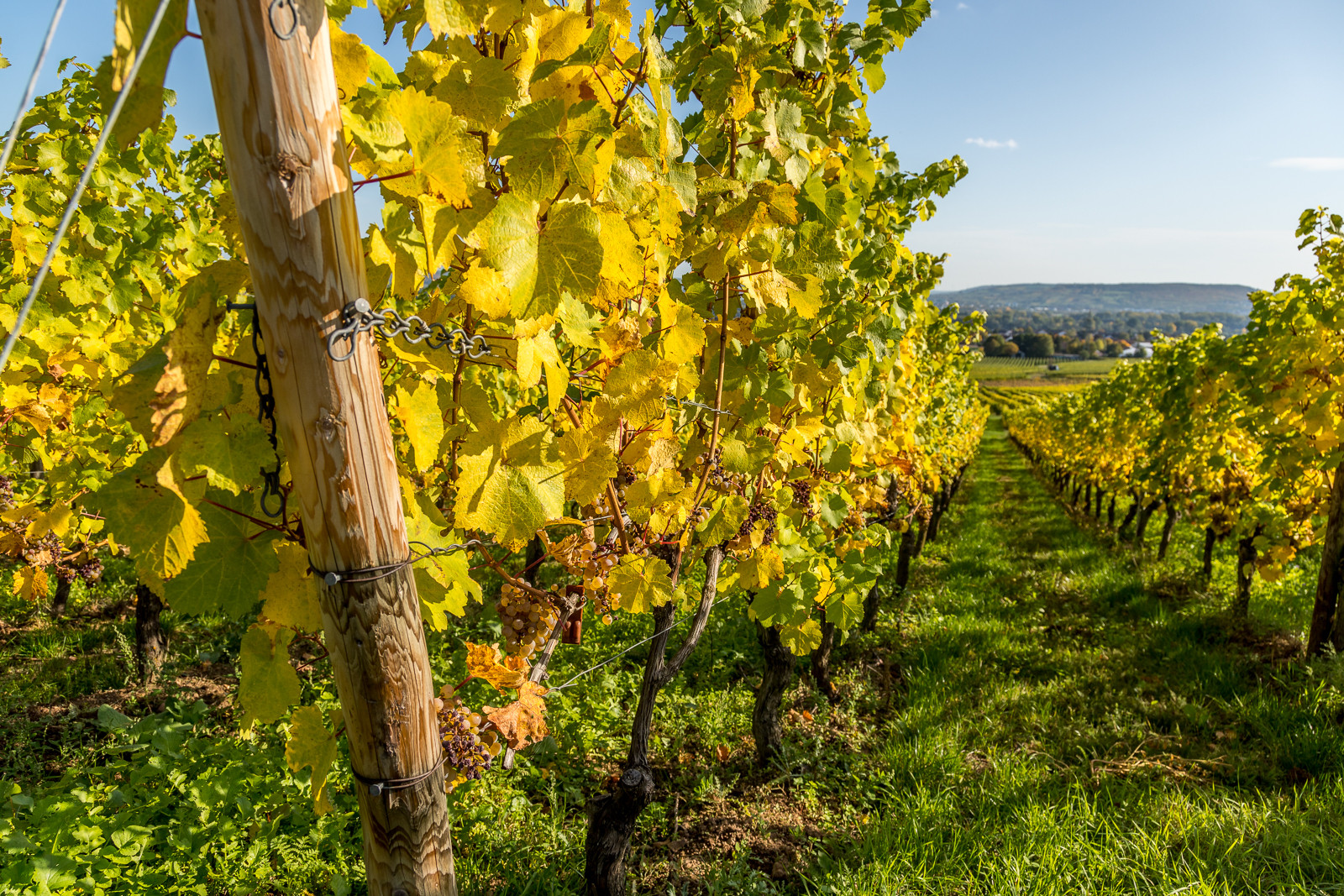 Weinberg bei Schloss Vollrads