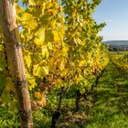 Weinberg bei Schloss Vollrads