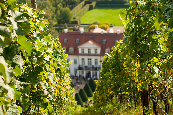 Weinberg bei Schloss Wackerbarth