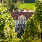 Weinberg bei Schloss Wackerbarth