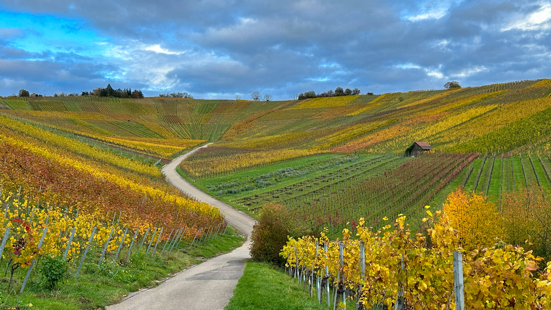 Weinberg bei Schnait