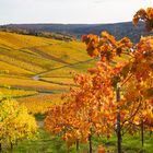 Weinberg bei Schnait im Remstal