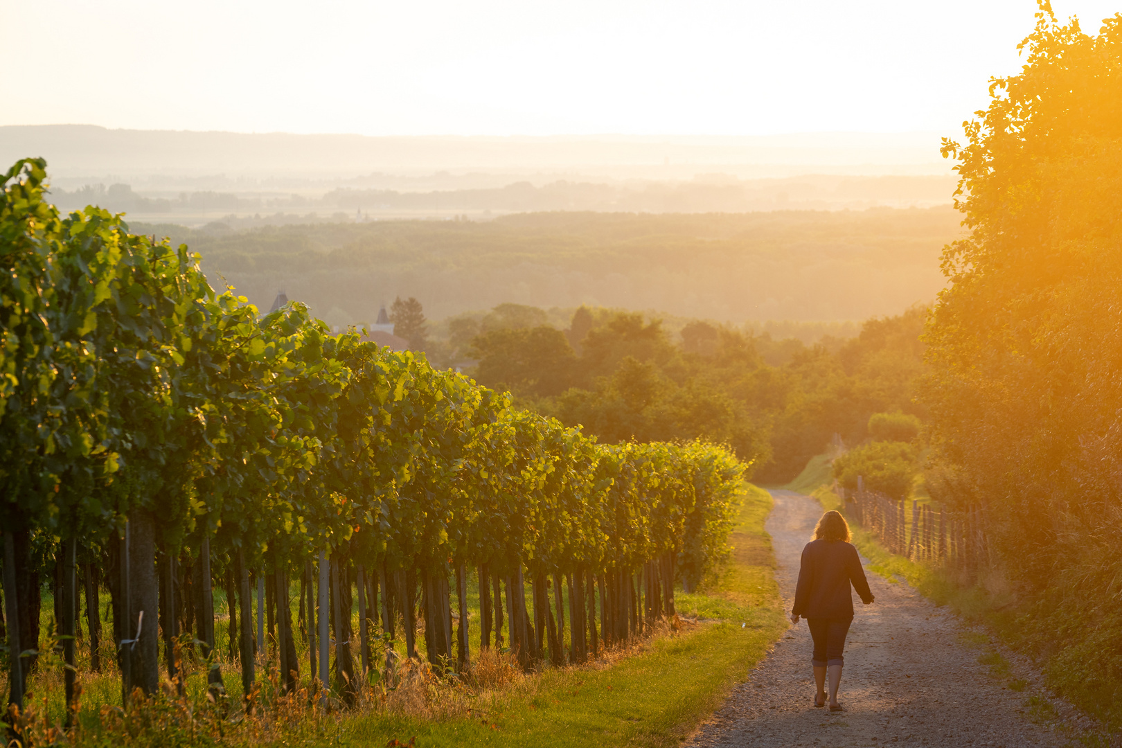 Weinberg bei Sonnenaufgang