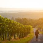 Weinberg bei Sonnenaufgang