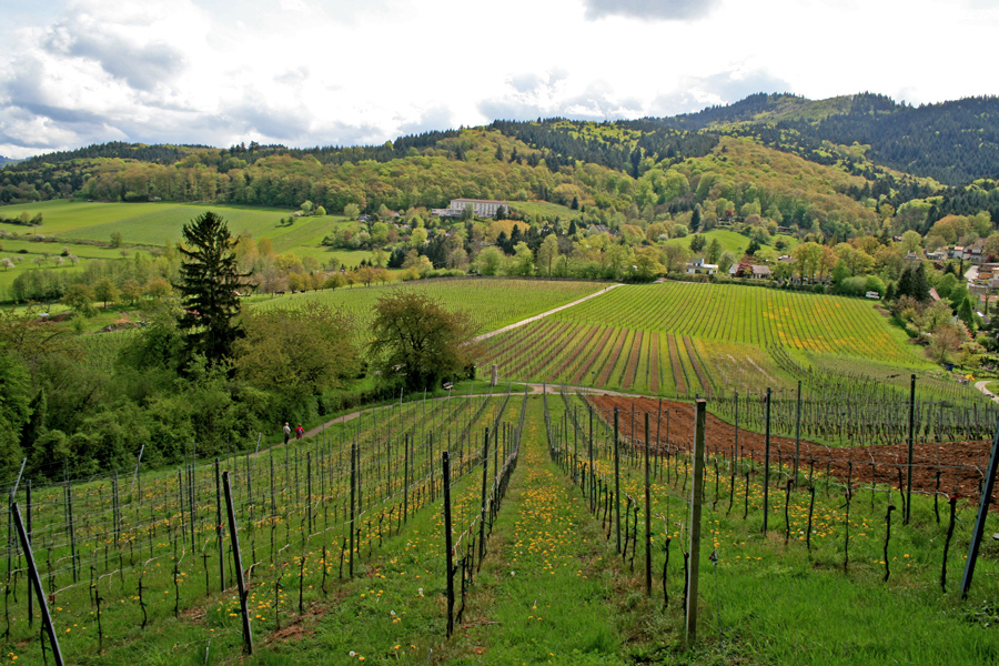 Weinberg bei Staufen