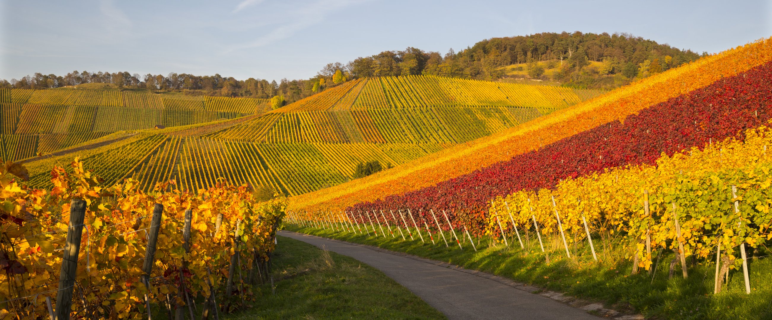 Weinberg bei Stuttgart