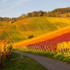 Weinberg bei Stuttgart