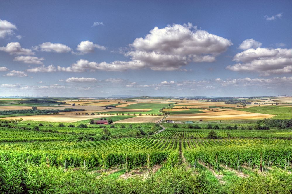 Weinberg bei Weinolsheim Bild & Foto von grmblfx aus Deutsche