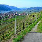 Weinberg bei Weissenkirchen in der Wachau