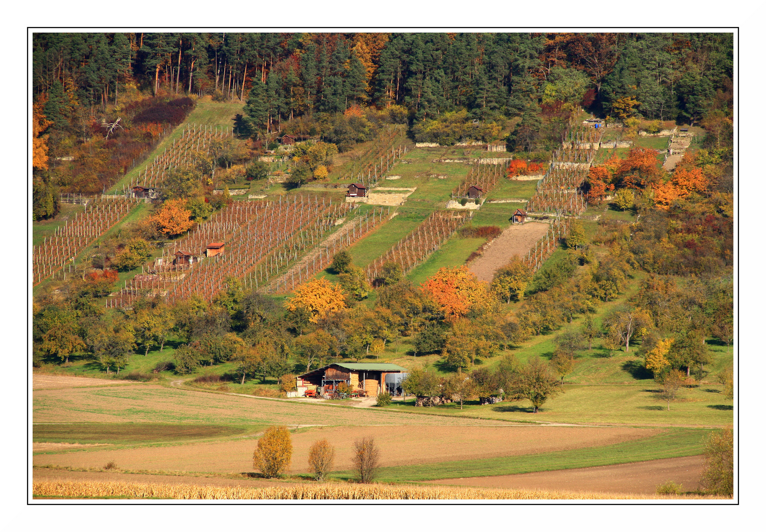 Weinberg bei Wendelsheim