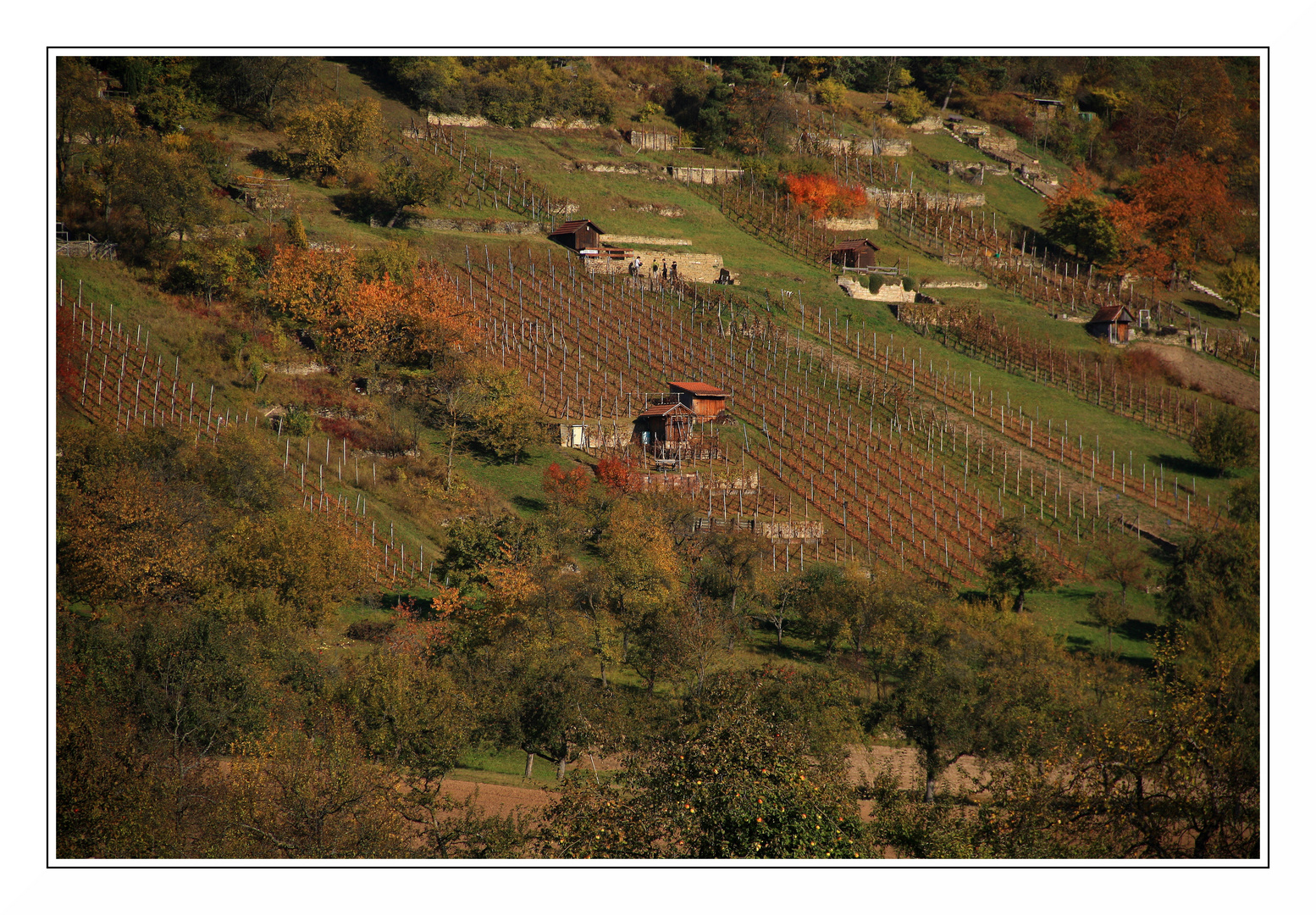 Weinberg bei Wendelsheim AA