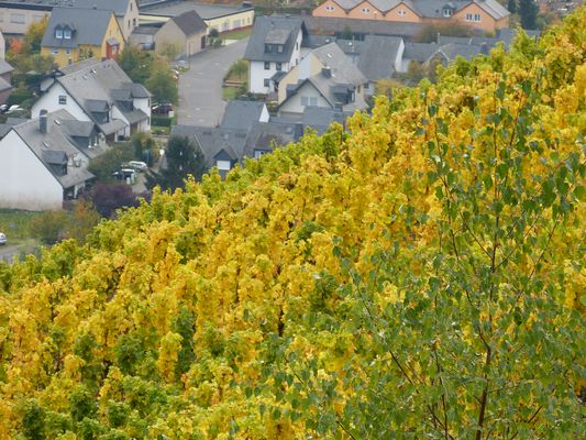 Weinberg bei Winningen