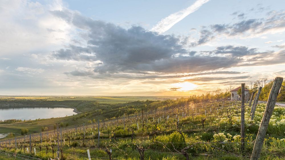 Weinberg "goldener Steiger" bei Sonnenuntergang