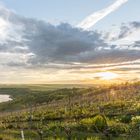 Weinberg "goldener Steiger" bei Sonnenuntergang