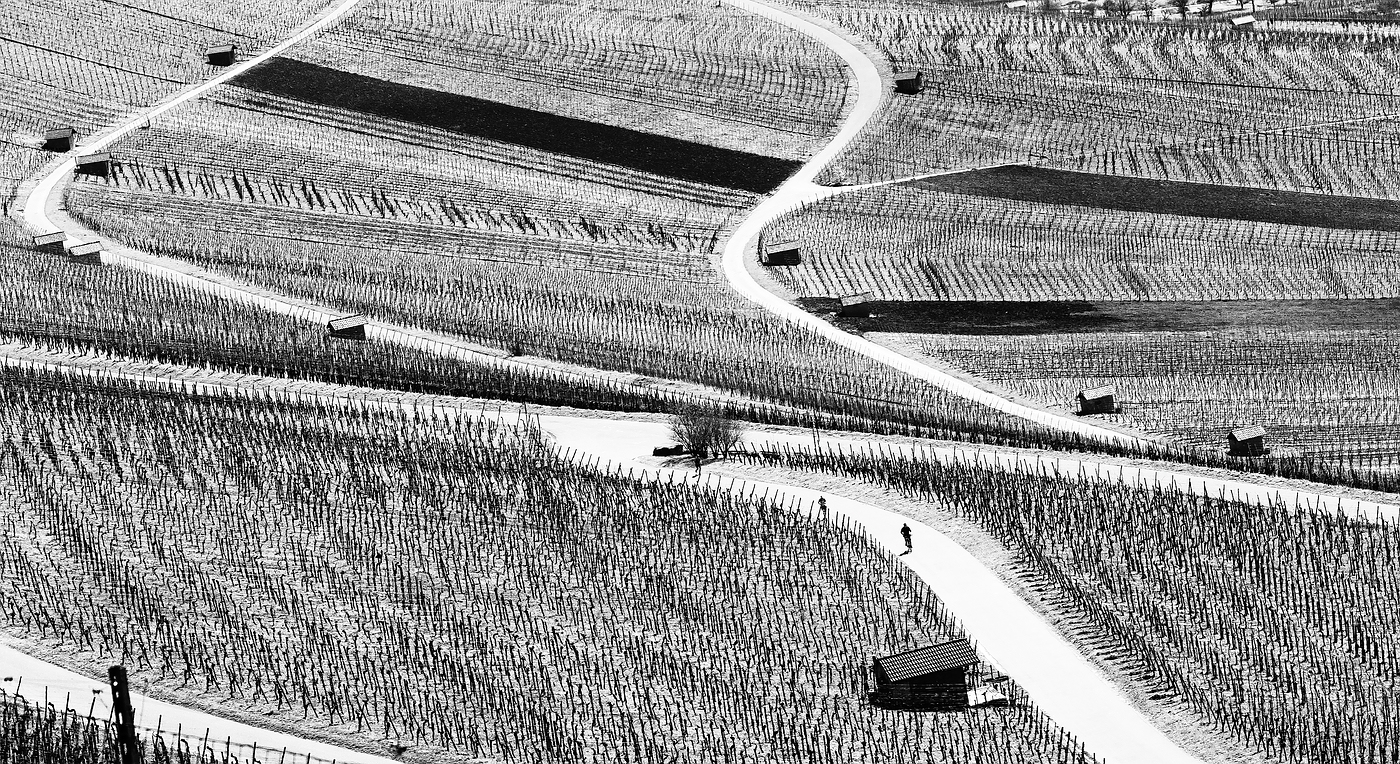 Weinberg-Grafik im Frühling 