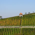 Weinberg Heppenheim