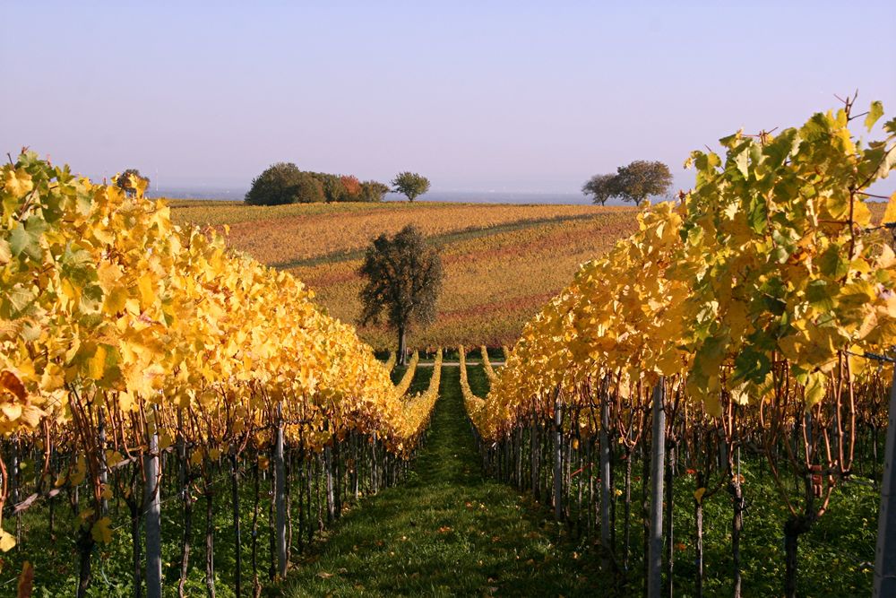 Weinberg II Foto & Bild deutschland, europe, rheinlandpfalz Bilder