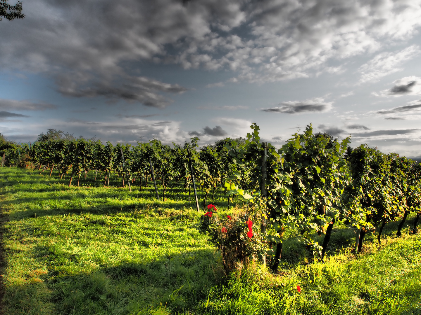 Weinberg im Abendlicht