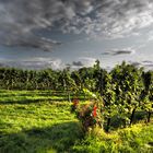 Weinberg im Abendlicht