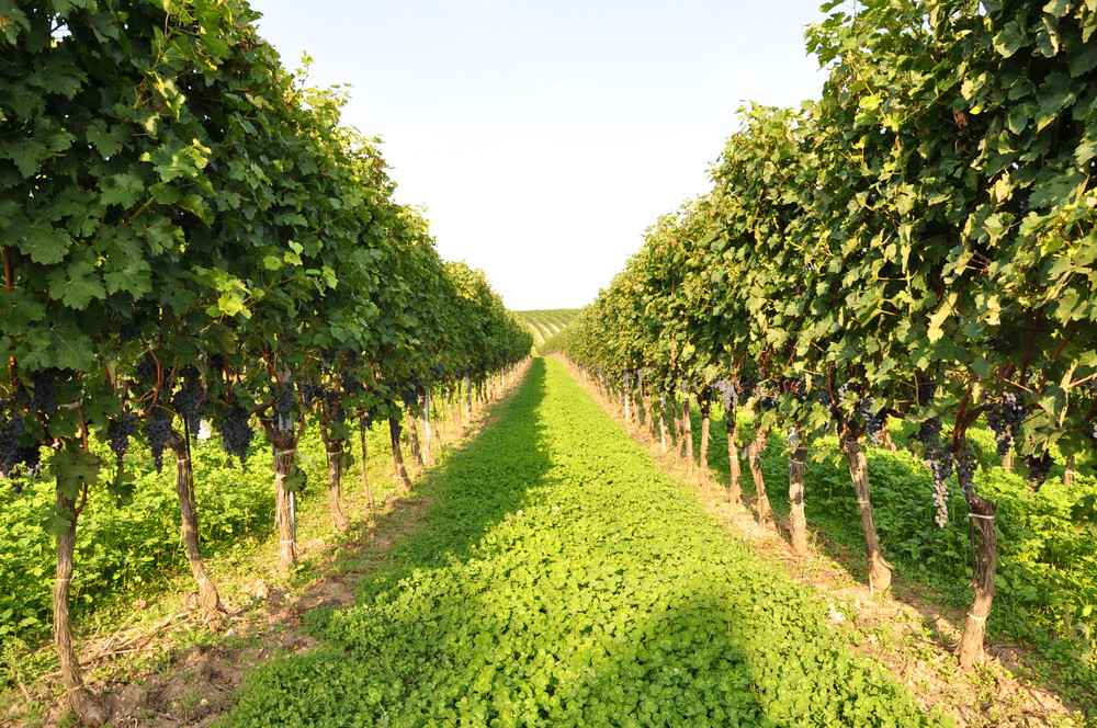 Weinberg im Burgenland